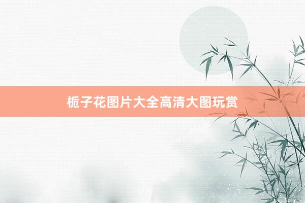 栀子花图片大全高清大图玩赏